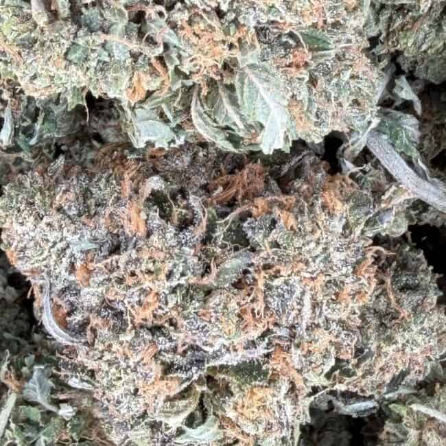 pp og pink 2