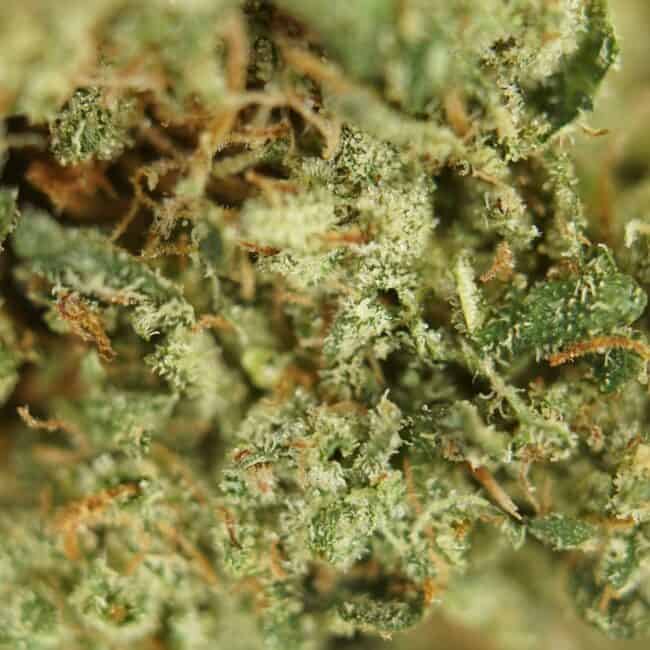 pp pink kush 2