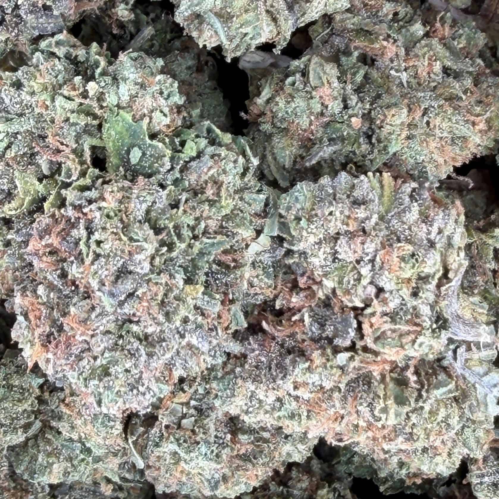 tiger king close-up macro of cannabis bud showing dense trichomes, green tones, and orange pistils