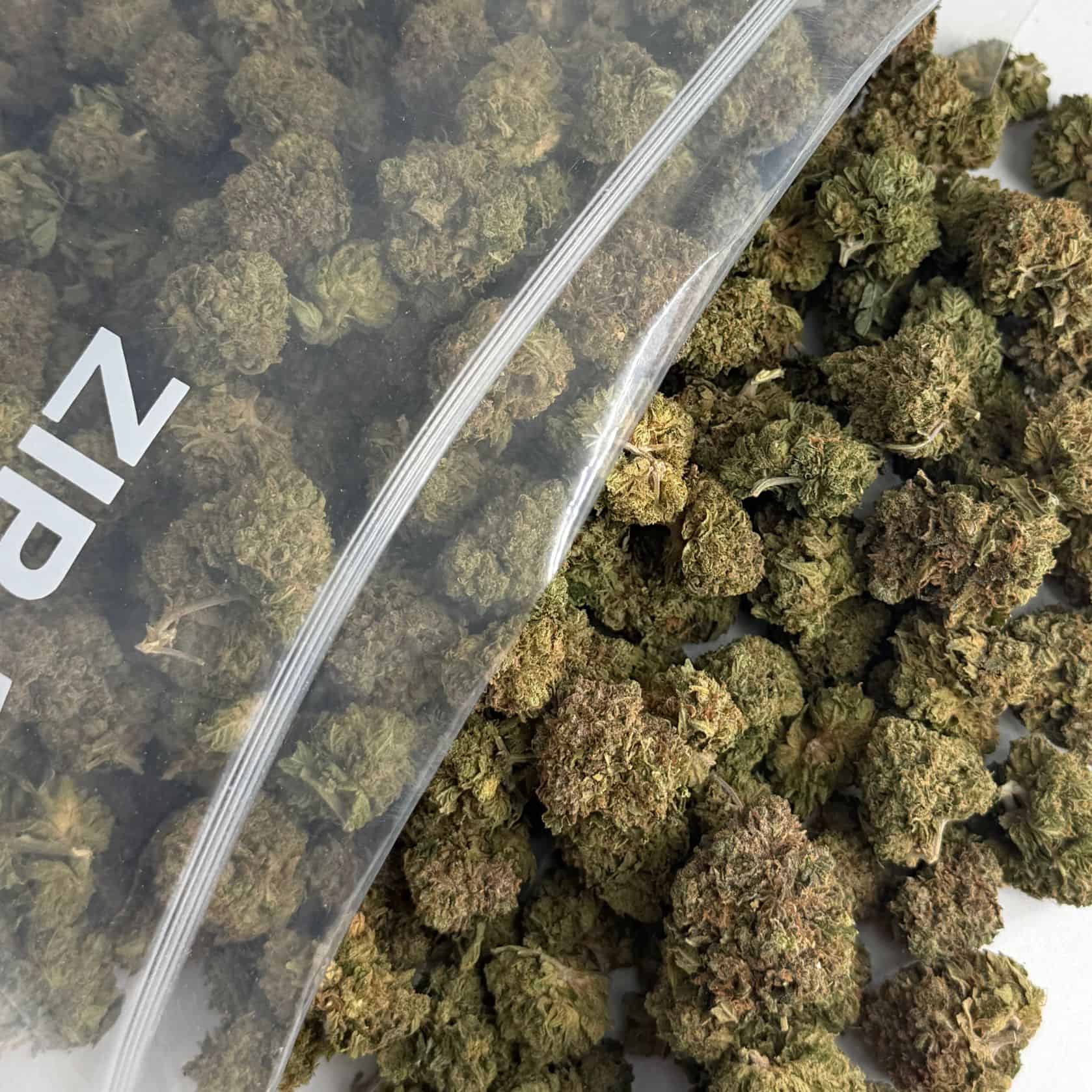 tiger king bulk close-up image of cannabis buds spilling out of a clear ZIP-ZAG plastic bag onto a white surface, showing dense green nugs with visible trichomes and orange hairs.