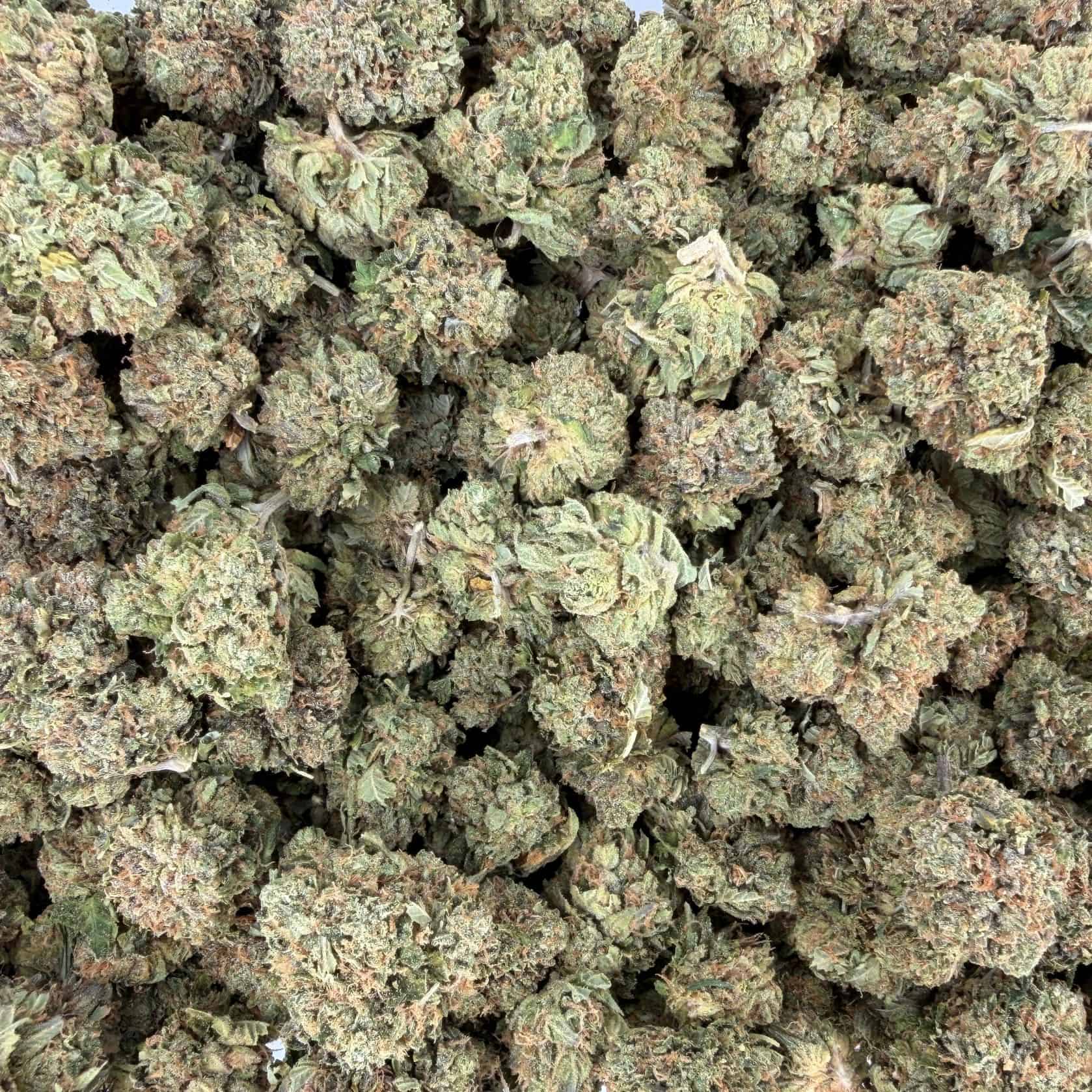 tiger king top view of cannabis buds with dense structure, frosty trichomes, and light green coloration