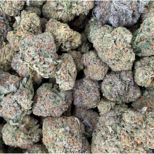 PP monkey glue full