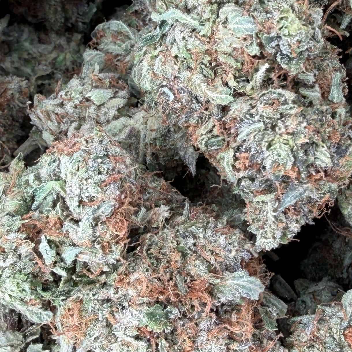 28gr - TUNA CAN - INDICA - (AAA) - Image 2