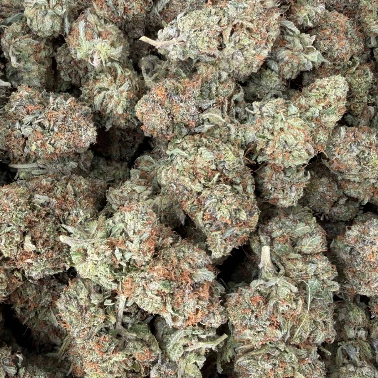 28gr - TUNA CAN - INDICA - (AAA) - Image 3