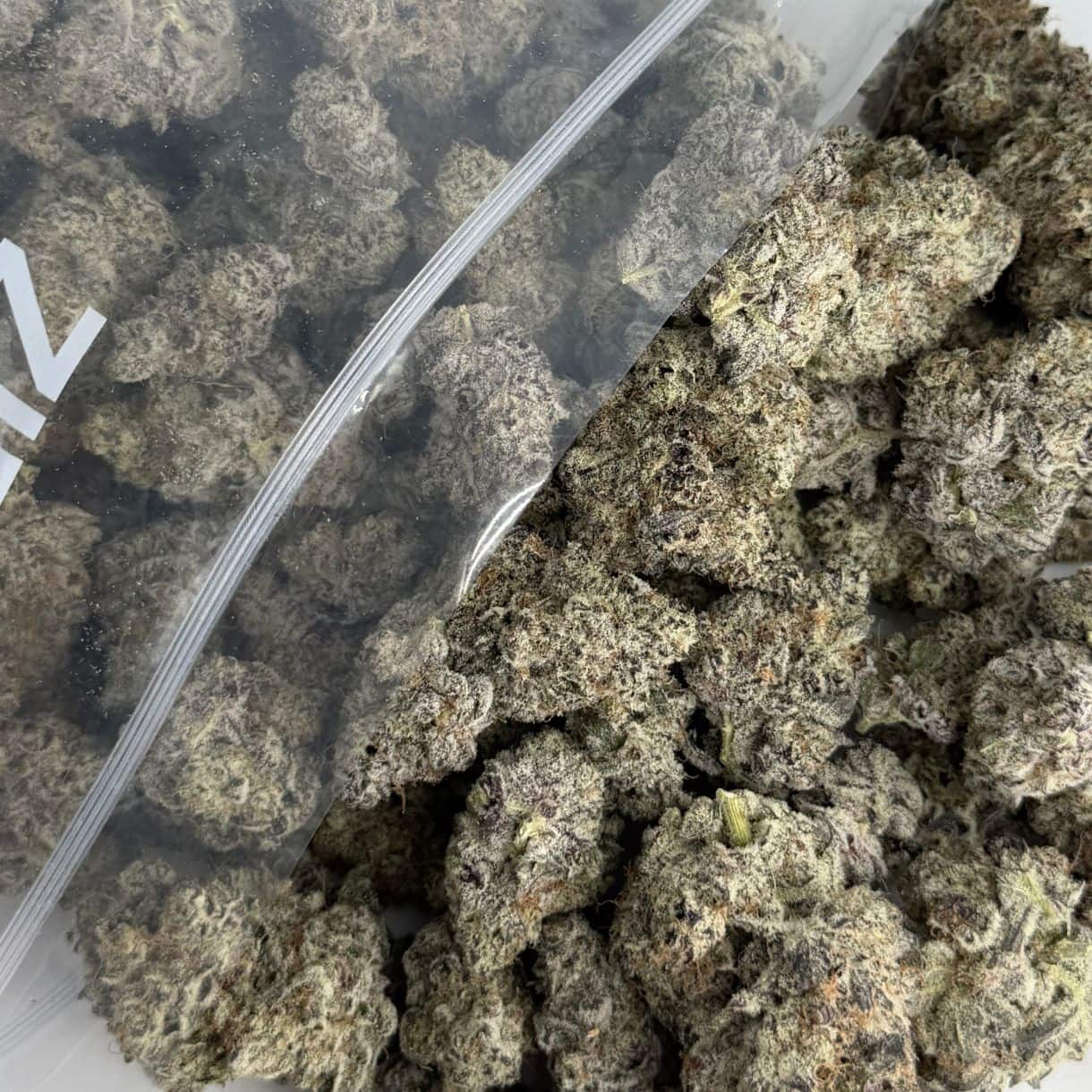 Source photograph: 1/2p – CHERRY INFERNO PHENOTYPE #7 BULK – BALANCED HYBRID –
