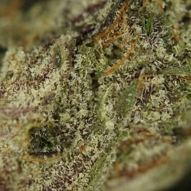 pp death bubba micros 2