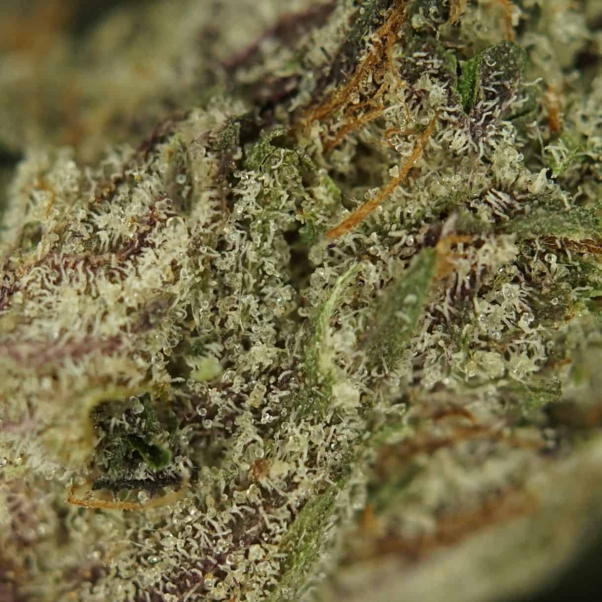 1/2p - DEATH BUBBA MICROS BULK - INDICA - (AAA) - Image 2