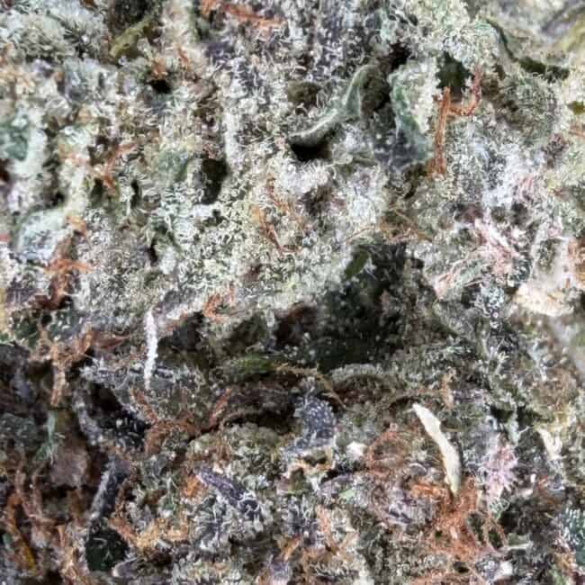 pp island pink kush 2