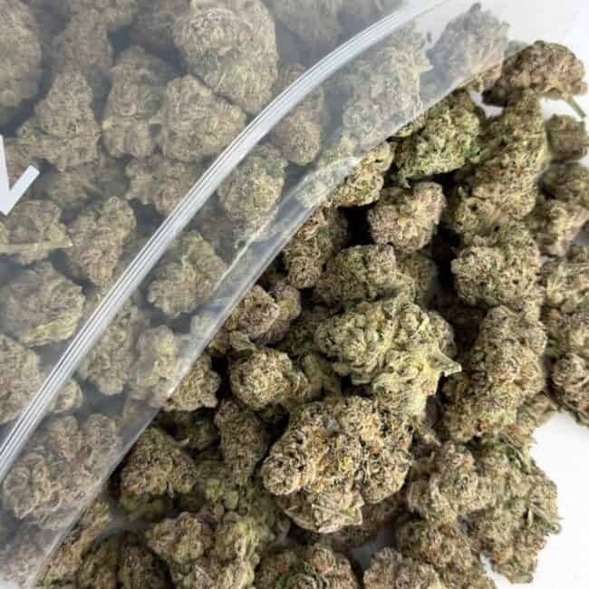pp on point phenotype 1 bulk