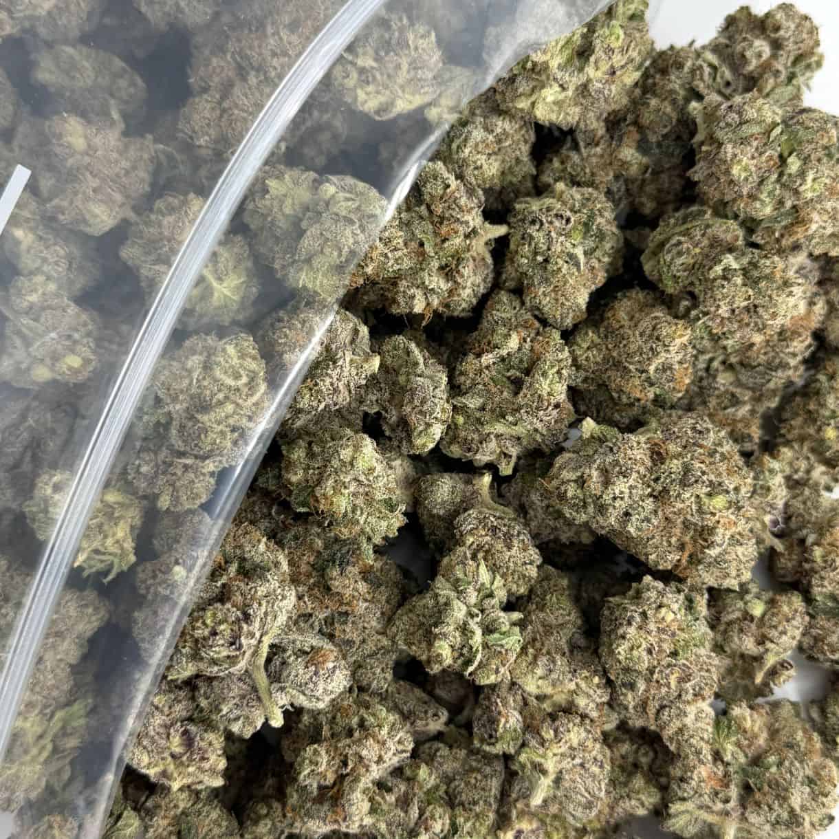 Source photograph: 1/2p – ON POINT PHENOTYPE #2 BULK – BALANCED HYBRID –