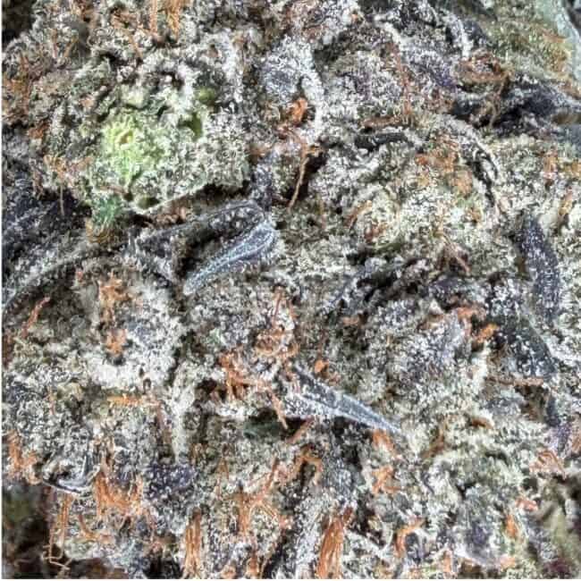 pp rockstar platinum 2