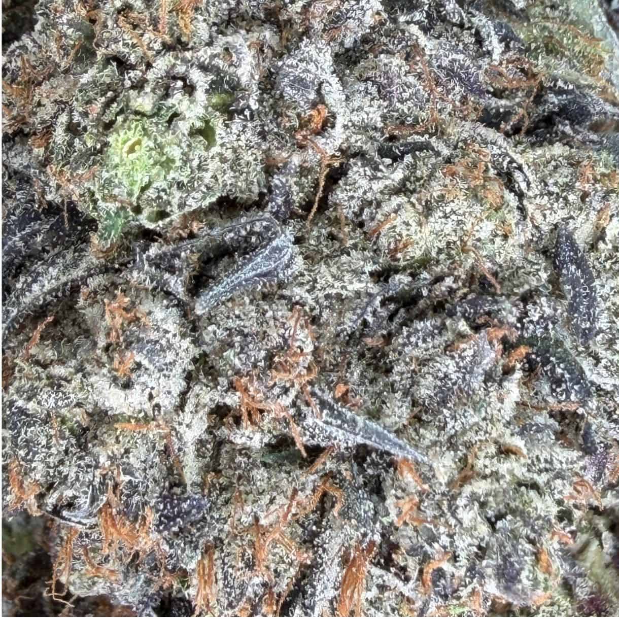 28gr - ROCKSTAR PLATINUM - INDICA - (AAA) - Image 2
