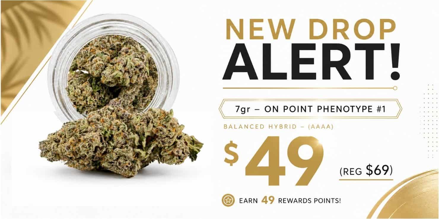 Promotional graphic for 7g On Point Phenotype #1 cannabis flower, a Sativa AAA strain, priced at $49 (regular $69), with 49 rewards points earned.