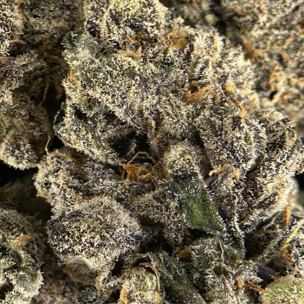 7gr - ZONUTZ - SATIVA - (AAAA) - Image 2