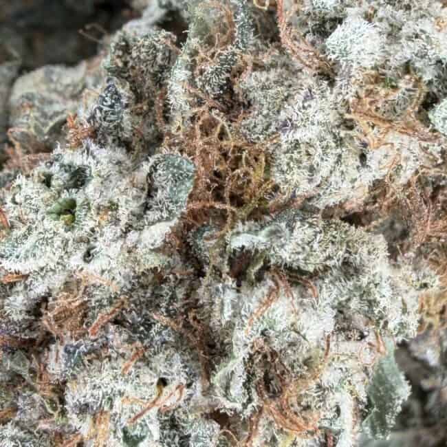 pp blueberry 2