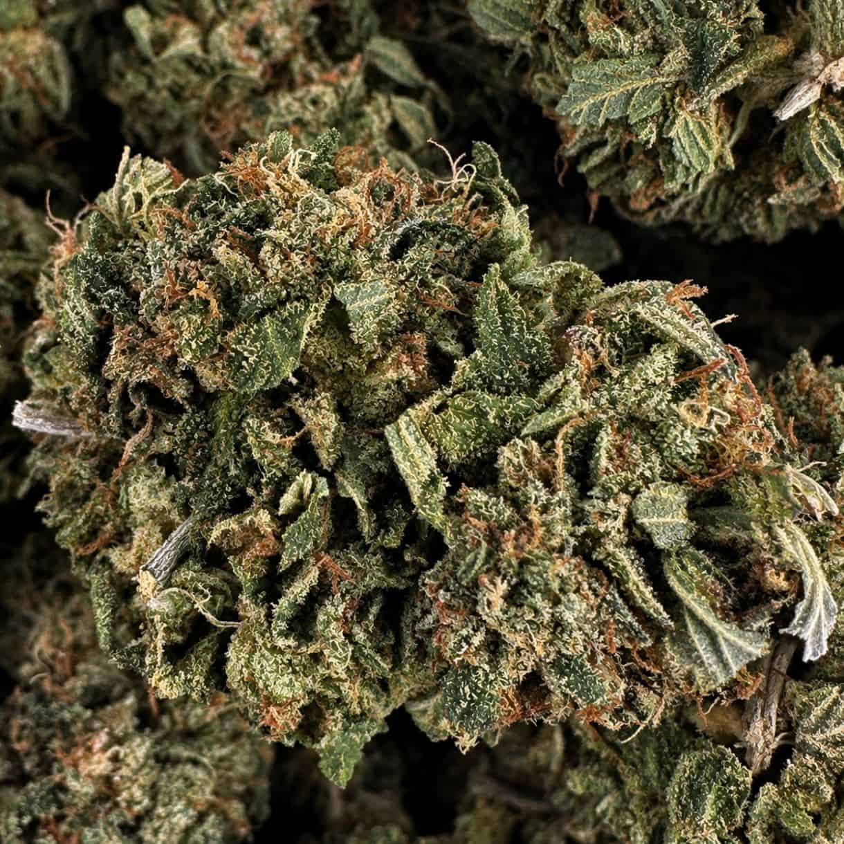 1/2p - JELLY BREATH BULK - INDICA - (AAA) - Image 2