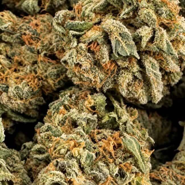 pp sour diesel 2