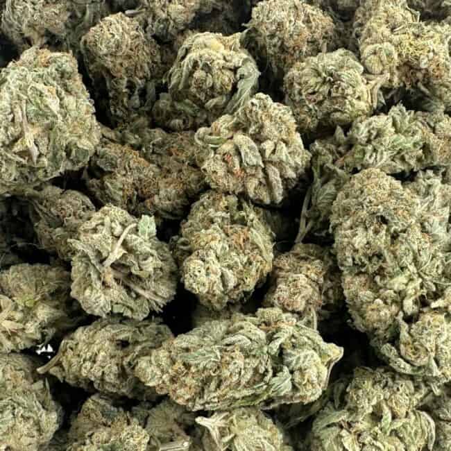 pp sour diesel full