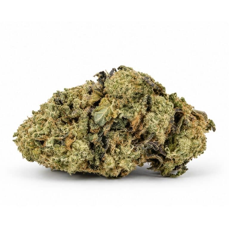 purple kush cannabis flower bud on a white background