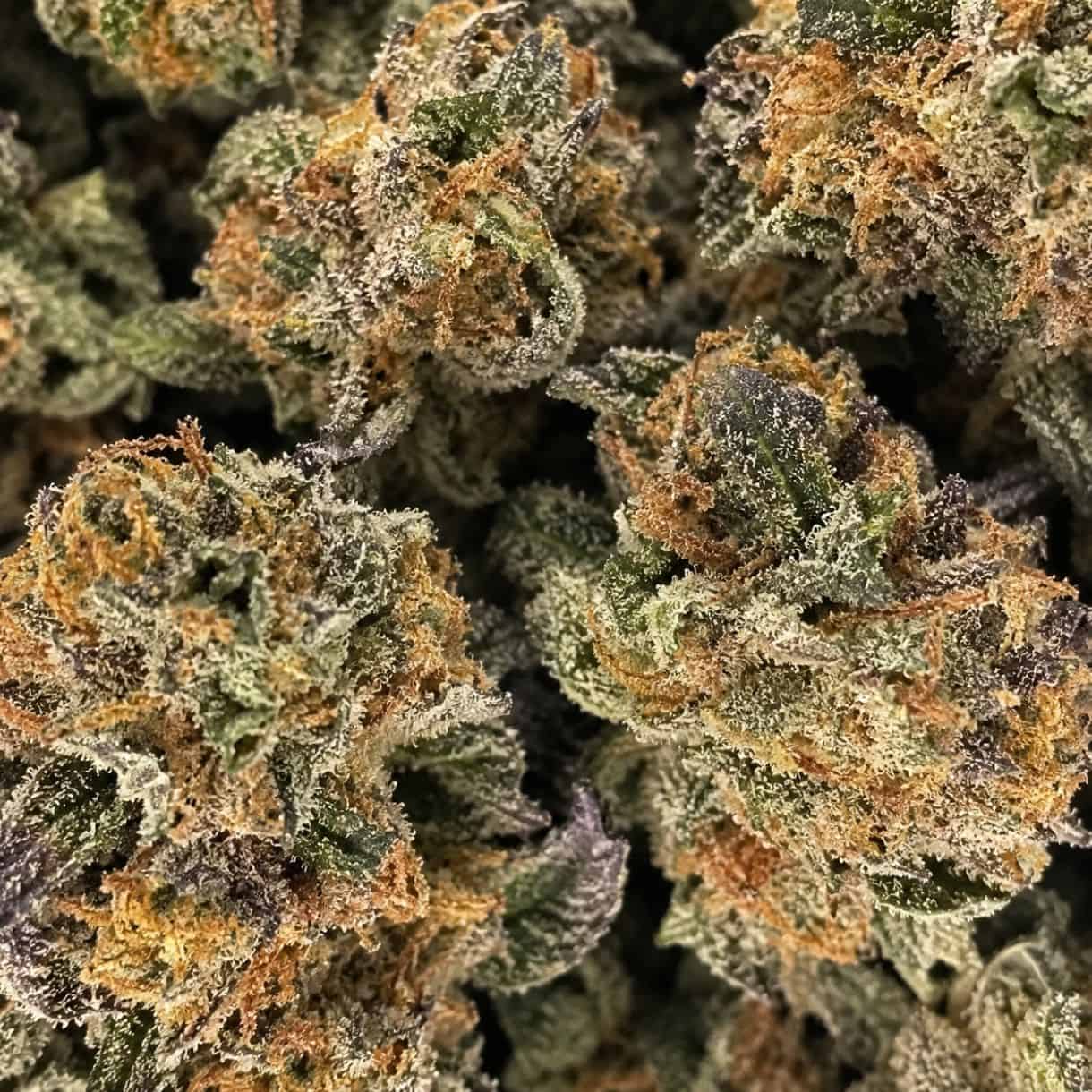 glitter bomb smalls cannabis flower and trichomes
