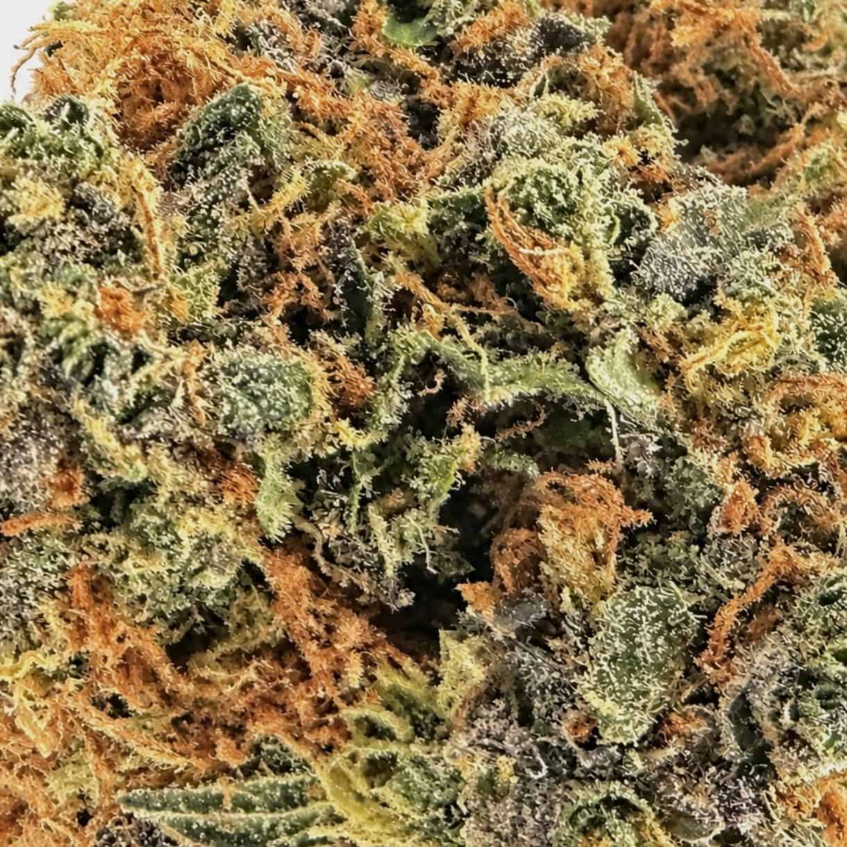 Lemon Cheese cannabis flower and trichomes